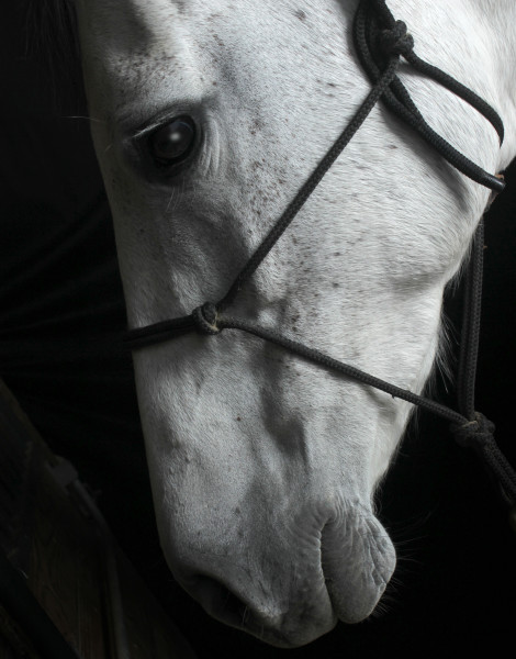 horse hi-res image